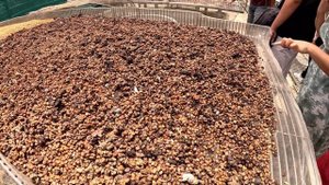 САМЫЙ ДОРОГОЙ КОФЕ ИЗ КАКАШЕК СЛОНА И ЗВЕРЬКА ЦИВЕТЫ|ПЛАНТАЦИЯ КОФЕ ВО ВЬЕТНАМЕ| ЭКСКУРСИЯ В ДАЛАТ