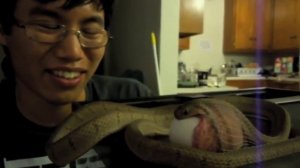 snake eats egg Dasypeltis eggeating snake
