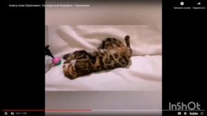 26 мая 2024 Конкурсный марафон Выставки РФО. Алиса Алис-Бриллиант, номер 108. Андромеда.