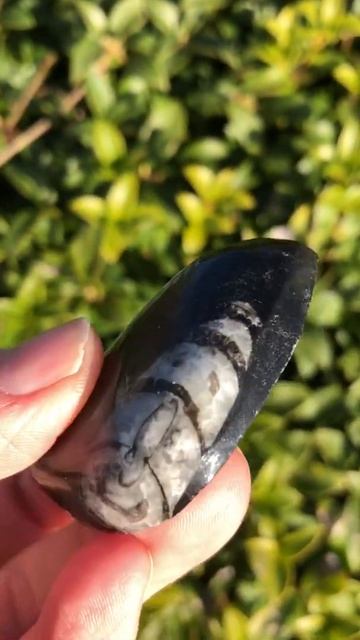 Orthoceras regulare, an extinct cephalopod southern Morocco, North Africa. смотреть онлайн