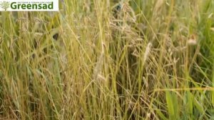 Бутелуа изящная видео обзор от Greensad