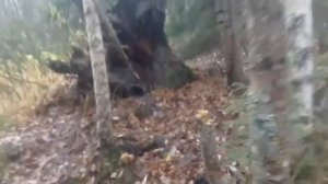 Силок на рябчика