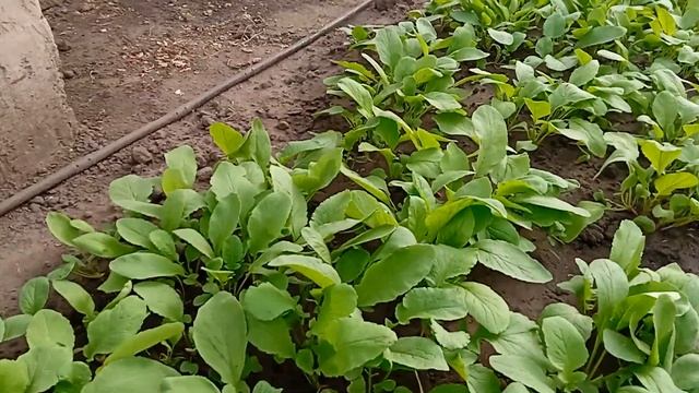 ЕКСПЕРИМЕНТАЛЬНА РЕДИСКА еспресо f1,що вийшло???5 жовтня смотреть онлайн