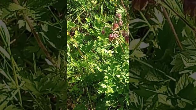 ГРАВИЛАТ ВМЕСТО СПЕЦИЙ ? ? ? смотреть онлайн