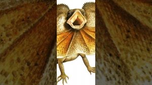 про плащеносную ящерицу