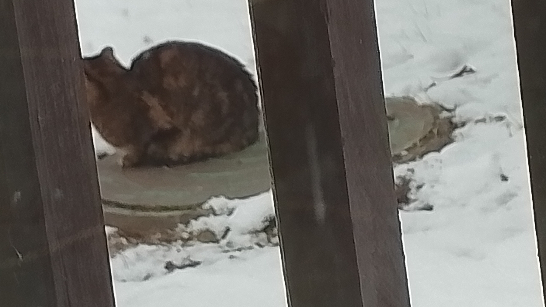 покормили кошку смотреть онлайн