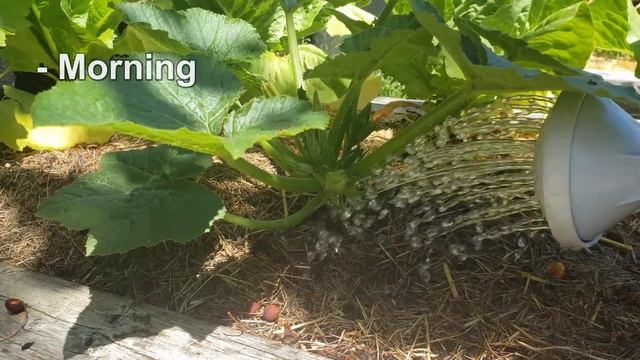 Garden Quickies Volume 1 - Episodes 1 to 10