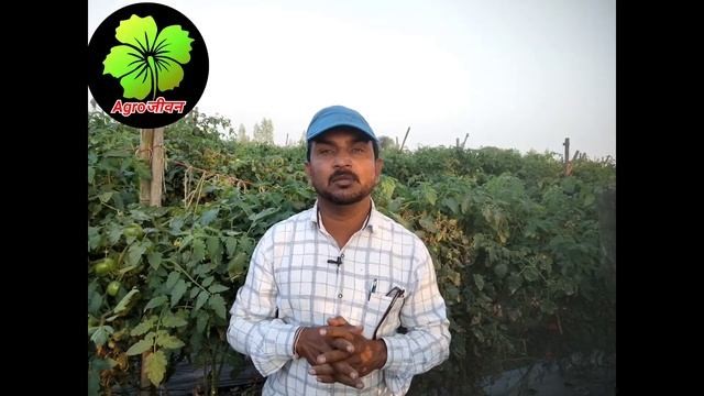 Tomato Fertigation Schedule|Tamatar me konsi khad dale|टमाटर की खेती|Tomato Farming || water solubl