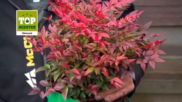 Topheester Nandina Obsessed смотреть онлайн