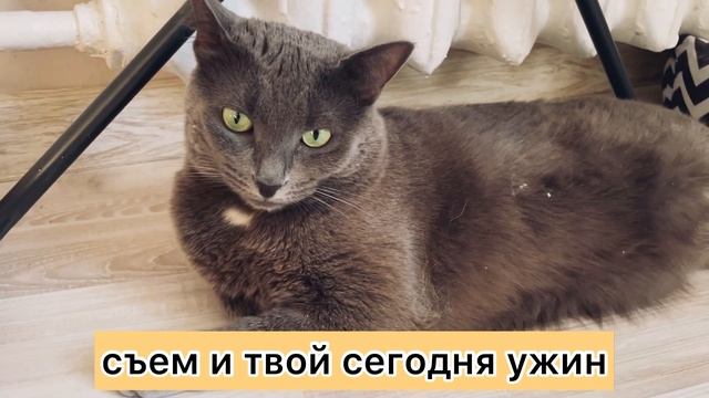 Важные заботы домашних кошек смотреть онлайн