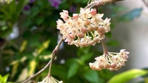 Hoya Rangsan 朗桑/罗伊球兰