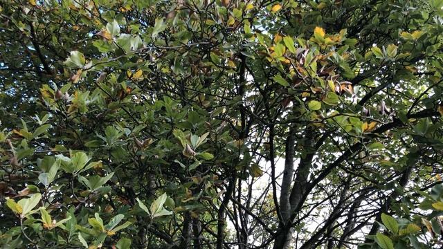 Whitebeam - mid canopy - August 2021 смотреть онлайн