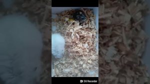 Свидание хомяков Орех и Мандаринка!Что же будет?