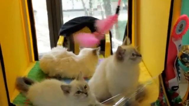 RUI Cat Show 2012 смотреть онлайн