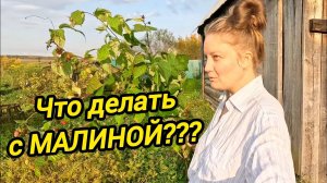 САЖЕНЦЫ МАЛИНЫ | Как посадить малину | Выращивание | Сад | Дом в деревне