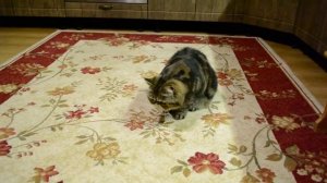 Плюха,часть2)