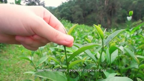 Video Japanese tea ceremony