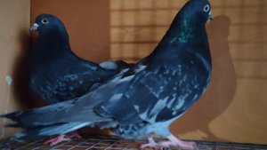 Ижевский голуби