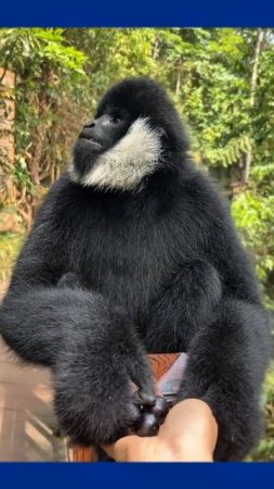 Wildlife Black Crested Gibbon #gibbon #shorts #wildlife