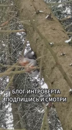 🐿 Белочка на дереве #берегитеприроду #природа #белка #белочки #красота #топ #природасевера #лучшее