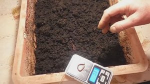 Первое поколение ювенилов от червей-гигантов