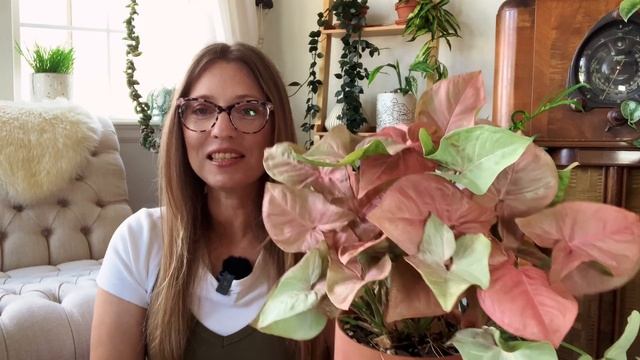 July Houseplant Favorites 2023 | Plants and Planty Things | Hoya, Syngonium and more! смотреть онлайн