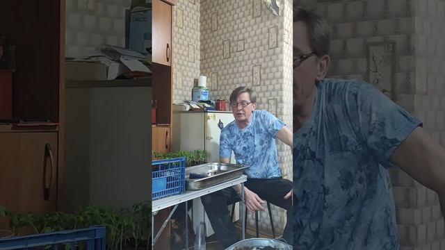  Подкормка и пересадка  пикировка  рассады.  Часть вторая.