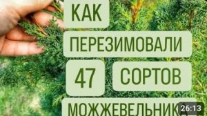 КАК ПЕРЕЗИМОВАЛИ 47 СОРТОВ МОЖЖЕВЕЛЬНИКА. 1.03.2024г.