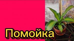 ДЕРЕВЕНСКИЙ ДНЕВНИК.Помойка.