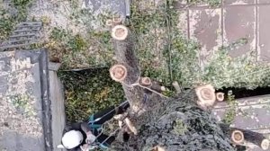 Пилим тополь по частям на гаражах. Арбористика.