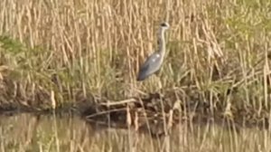 Цапля в полёте, на болоте