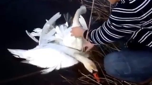 Любовь, лебеди и люди смотреть онлайн