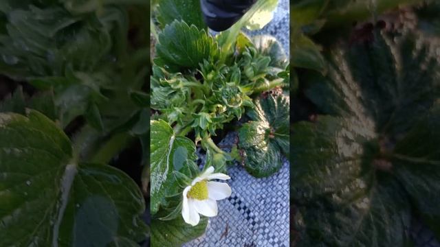 Клубника в ящиках на минеральной вате перезимовала!!! ( Земляничная Исландия) смотреть онлайн