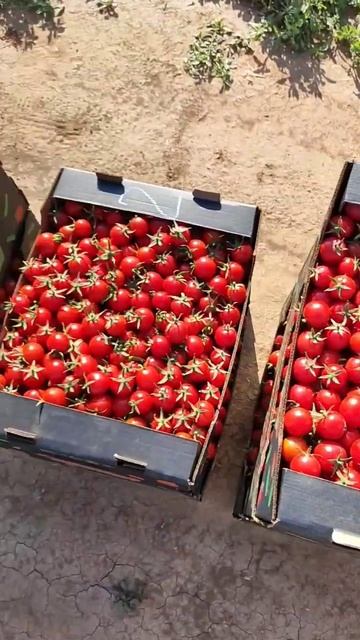 Продам помидоры черри #продам #помидоры #черри смотреть онлайн