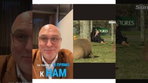 🐹 Капибары захватывают Буэнос-Айрес! 🌍