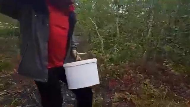 Мы медведей не боимся смотреть онлайн