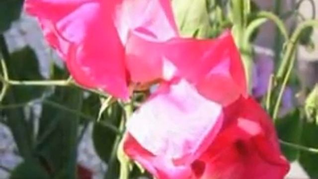 My Slideshow смотреть онлайн