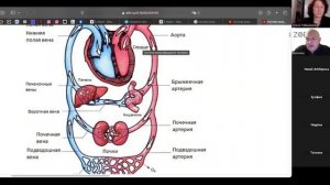 Восстановление ПЕЧЕНИ с помощью  ZOE. Рамунас Рачкаускас. Вебинар от 19 Февраля 2025 г.
