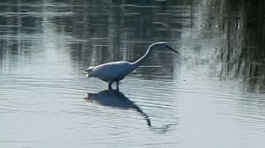 Цапля охотится