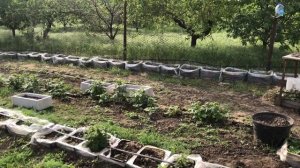 Выращивание малины в теплице || малина Мапема