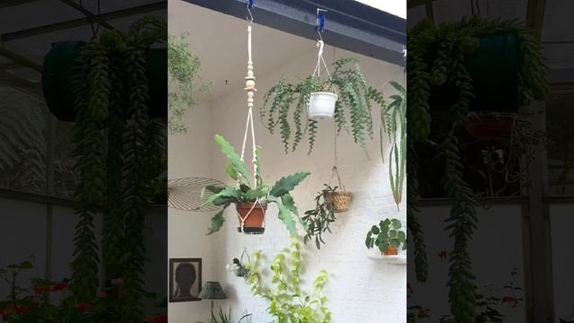 HANGING PLANTS INDOOR DISPLAY IDEA #indoorplants #hangingplants #pothoshangingplant