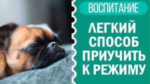 Легкий способ приучить щенка к режиму, режим дня собаки｜Чихуахуа Софи🐶