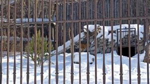 АМУРСКИЙ ТИГР - СИЛА В КАЖДОМ ДВИЖЕНИИ / THE AMUR TIGER IS A FORCE IN EVERY MOVEMENT