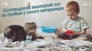 Сынок лечит кота. Шотландский вислоухий кот само спокойствие. Маленький ветеринар.