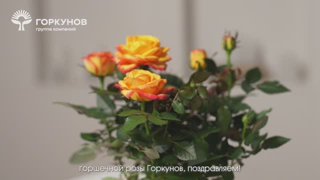 Горшечная роза - инструкция по уходу