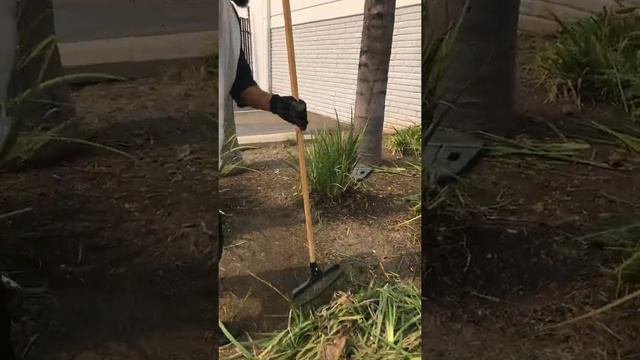 Trimming African Iris with a reciprocal saw. Work smarter not harder смотреть онлайн