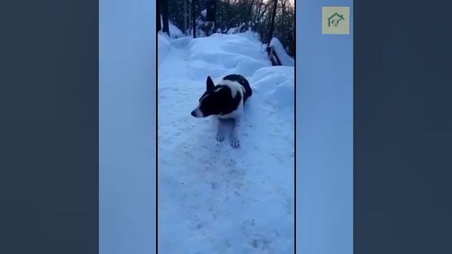 Работа по адаптации Рябчика подошла к концу! смотреть онлайн