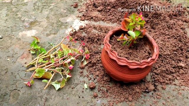 വാക്സ് ബിഗോണിയാ എളുപ്പത്തിൽ വളർത്താം ||begonia propagation methods || ബെഗോണിയ ചെടി смотреть онлайн