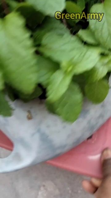Grow Mint in a little waste materialshorts rooftopgarden youtubeshorts