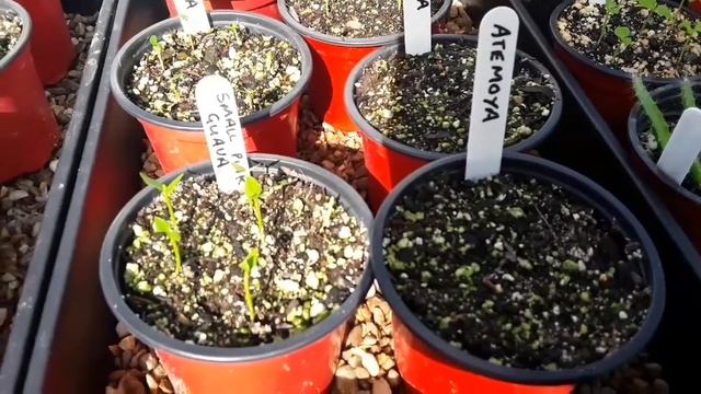 Tropical fruit seed germination update after 3 weeks